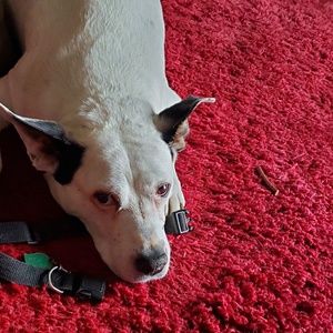 Meet your Posher, Josh